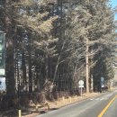 3833 | 포천 고모리 맛집 농가의 식탁, 어반제주 카페 그리고 쌀퐁당두쫀쿠🫧