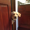 댕댕이집 이미지