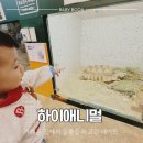 상리중심상가갈 | 비 오는 날 아기랑 어디 가지? 17개월 아기 화성 봉담 하이애니멀 동물체험 후기