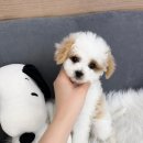 강아지 분양샵 솔직 후기입니다 (사진있어요) 애견샵 추천🧡 이미지