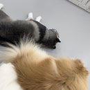 도기크루 이미지