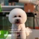 이개내고양이 이미지