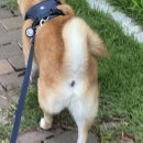 마스코타 펫 이미지