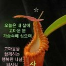 여리재