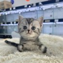 오독안심분양센터 강아지분양 고양이분양 하남점 이미지