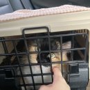 프랑소와펫 신세계대전점 이미지