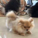 힐링주 이미지