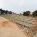 김선태농장 이미지