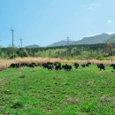 구정염소농장 이미지