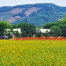 청보리목장 이미지