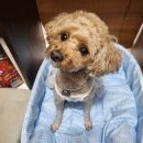 금관대로 애견센터 | 8월