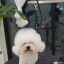 모여라 애견미용 이미지