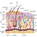 행복한피부 이미지