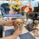 블리독수원점 고양이강아지분양 미니비숑프리제말티푸포메입양 이미지