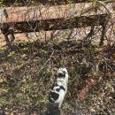 달고나 대패 이미지