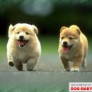 예쁜강아지 이미지