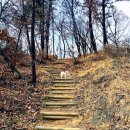 coco puppy 이미지