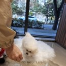 퍼피얌 그루밍 | 대구 달서구 애견미용_생후 4개월 비숑 ‘소금이’ 첫 목욕과 전체정리_ 그루밍쇼타임 퍼피 미용 기록