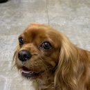 예쁘다 개 이미지