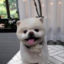 펫살롱케이 이미지