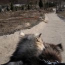 몽이애견 이미지