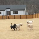 도그마실 이미지