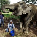 커피 마시는 코끼리 이미지