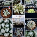 햇살다육꽃사랑 | 하월시아 농장 - 다육농장멕시코 │ 26년 1월, 겨울 산책...