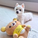 강아지 질투 테스트 + 다이소 동원 뉴트리플랜 노견 저지방 간식 참치캔 밥꾸 후기