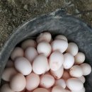 백봉오골계 부성농원 이미지