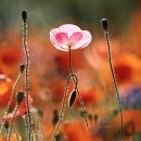 양귀비 - 군산시 중앙로 80-14 | 양귀비