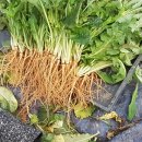 선향농장 | 맛과 건강을 다 잡은 가을 보약 고들빼기, 쌉싸름한 맛이 일품인 고창 고들빼기 | 고들빼기김치...