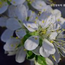 순천양꼬치 광양중마점 네이버블로그