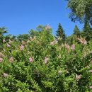 자생식물원 | 여행 313. 평창(국립한국자생식물원) 여행(결과 &amp; 후기)