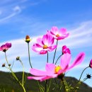 둔덕청마꽃들작은도서관 | 거제도 여행 둔덕 청마꽃들 코스모스축제