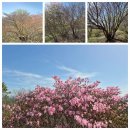 양산 천성산 화엄벌(늪)의 철쭉꽃