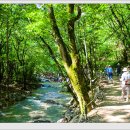 돌배나무 민박 이미지