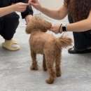 ARTEAM DOG 이미지