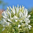 염소자리 이미지