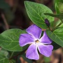 용담광택 이미지