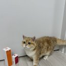 캣플라워 | 고양이 양치 방법｜캣디피 텐스 스프레이 치약+플라워 핑거 손가락 실리콘 칫솔 양치 후기