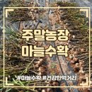 주대농장 | 주말농장에서 씨앗 파종으로 심은 마늘 수확 도전 후기
