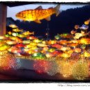 산천어낚시 이미지