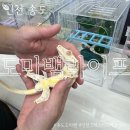 초록도마뱀 | 인천 크레스티드게코의 성지 도마뱀라이프 본점 송도에서 다양한 도마뱀 만나고 온 후기