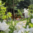 소문난순대국 이미지