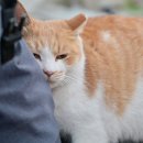 꿈꾸는고양이 이미지