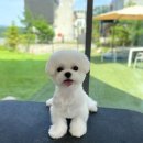 착한애견 이미지