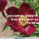 영천농약종묘 | [농민과 함께 하는 국제종합기계] 관상용으로 좋고 기능성도 높은 작약 재배기술