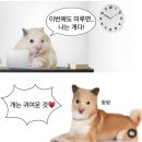 왕왕멍멍 이미지