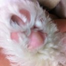 핑크핑크 네이버블로그